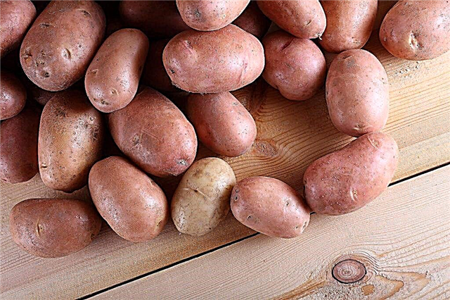 Beschrijving van aardappelen Lilac Mist