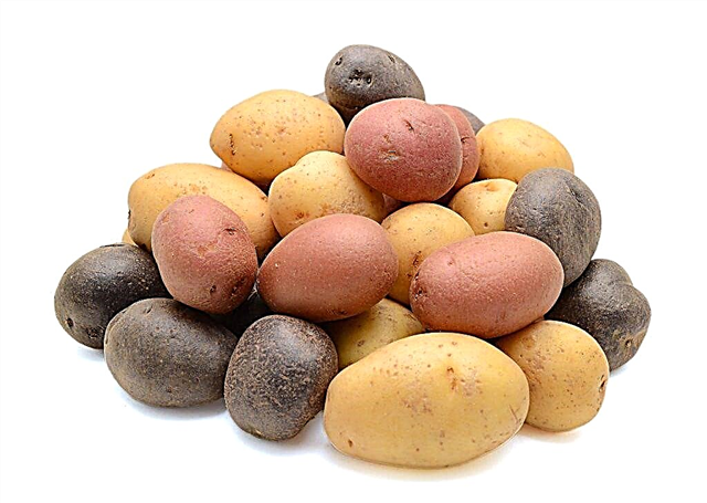 Popular potato varieties that the Colorado potato beetle does not eat