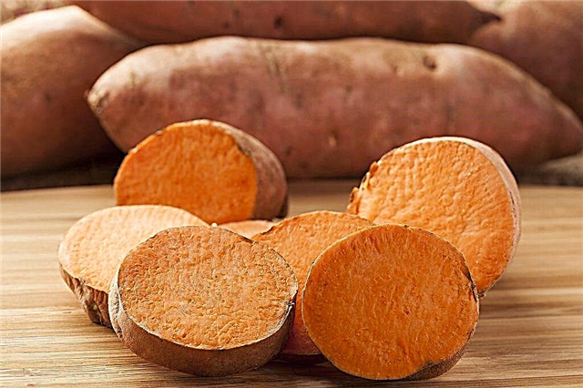 Sweet potato sweet potato
