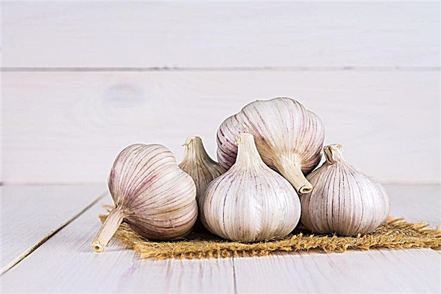 What can be planted after garlic