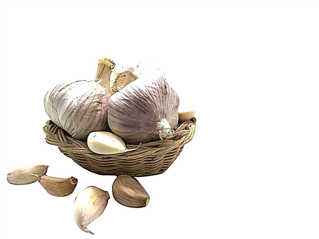 The benefits and harms of Chinese garlic
