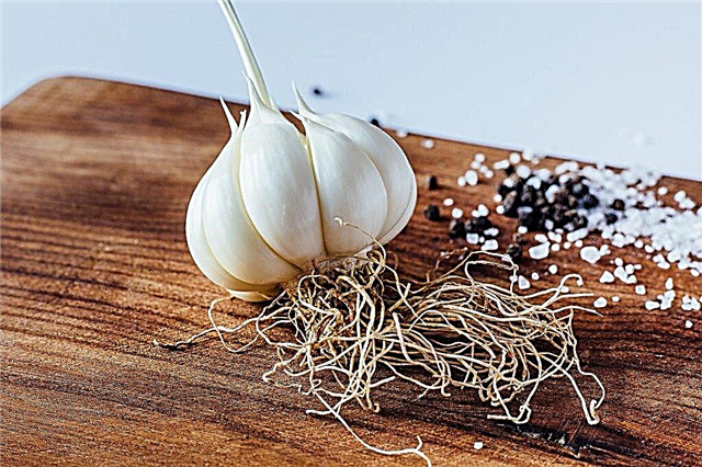 Caring for spring garlic in the garden