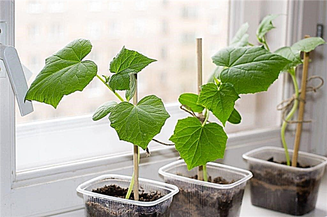 Winter cultivation of cucumbers on the windowsill