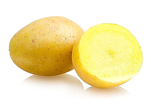 Características das batatas Madeline