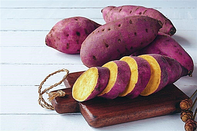 Beschreibung der Blue Danube Kartoffeln