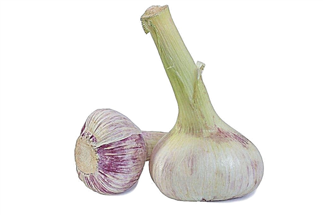 How to grow large garlic in the garden