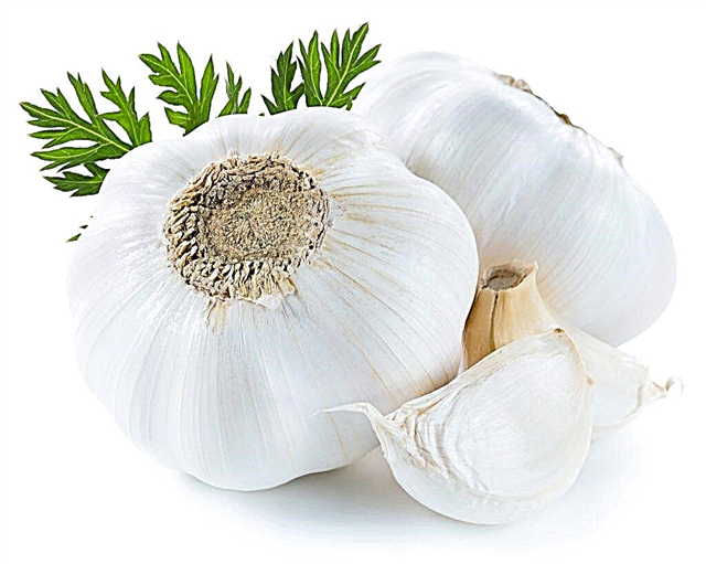 What vitamins are included in garlic