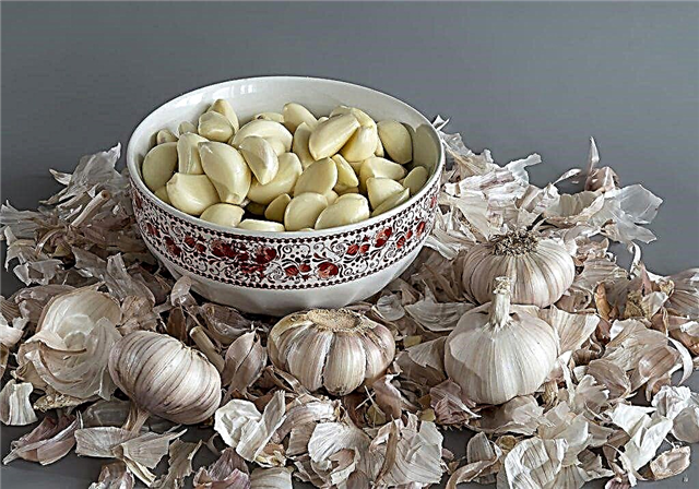 The use of garlic peels in medicine and horticulture
