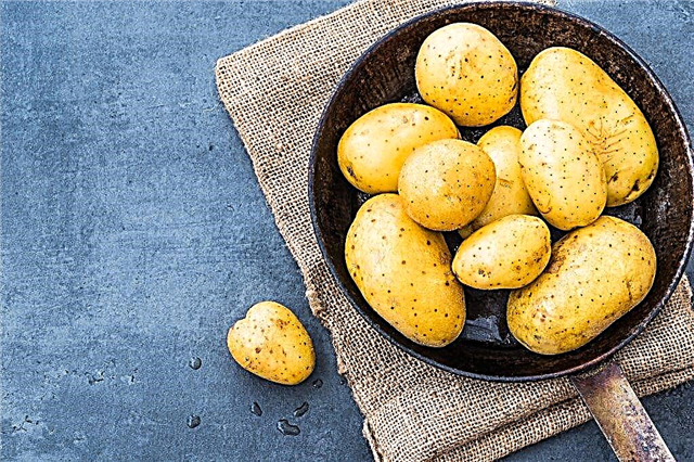 Characteristics of Zekura potatoes