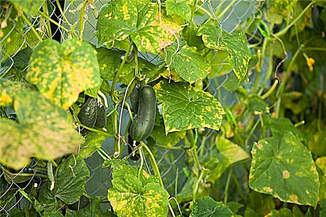 Treatment of cucumber diseases in the greenhouse