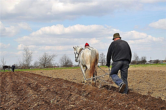 Comment faire une charrue à faire soi-même pour planter des pommes de terre