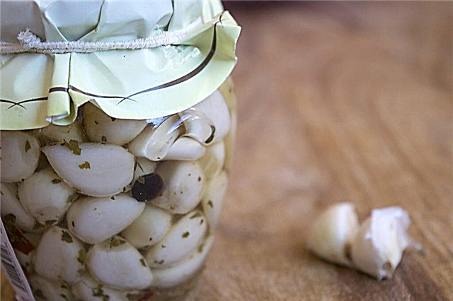 Storage conditions for garlic in a jar