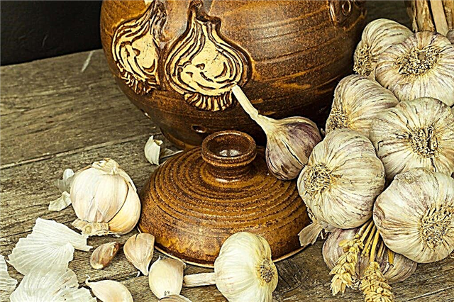 The principle of processing garlic before planting