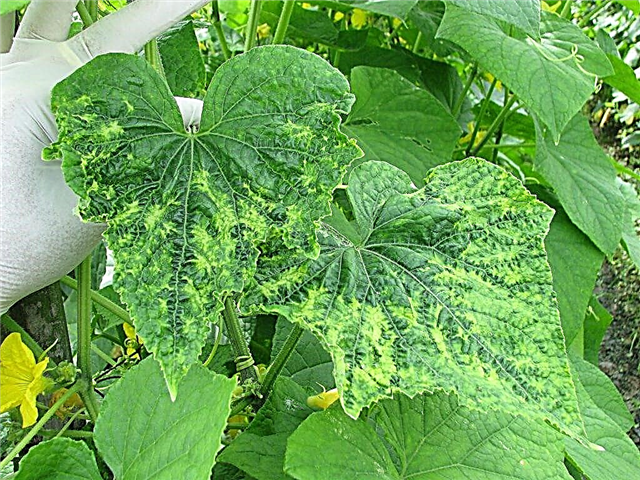 Common pests of cucumbers and their control