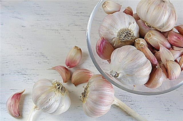 Biochemical composition of garlic