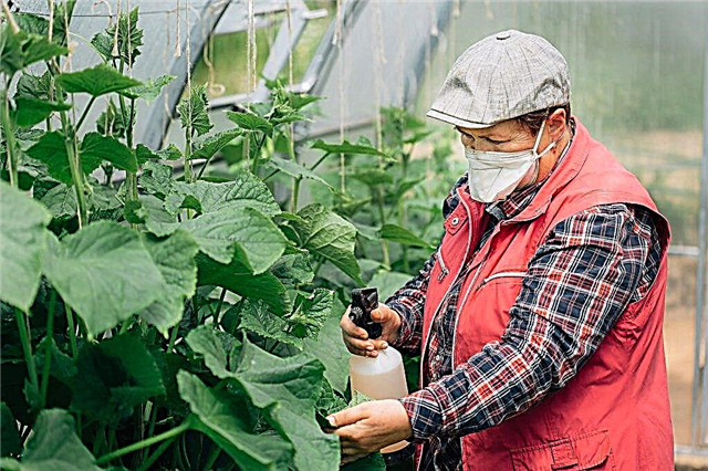 How to feed cucumbers in a greenhouse