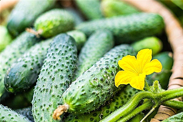 Characteristics of cucumber Fast and Furious