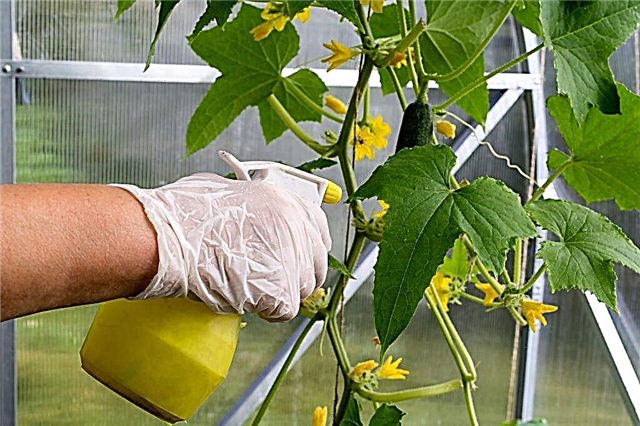 Method for spraying cucumbers with brilliant green
