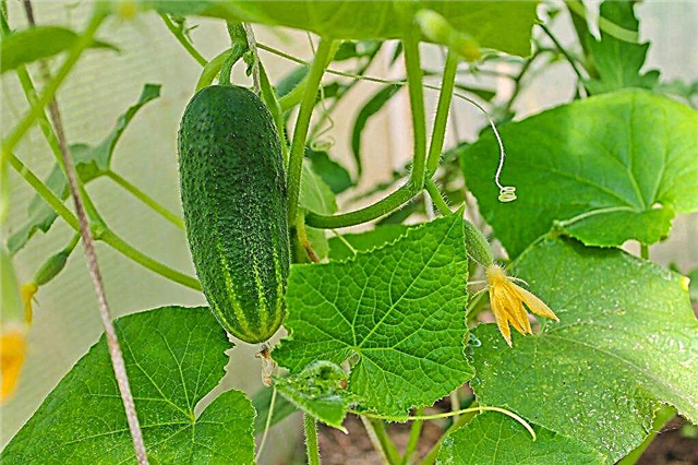 Popular varieties of cucumbers for the balcony