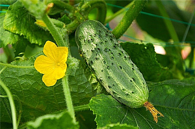 Description of the variety of cucumbers Marinda