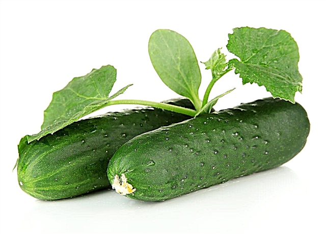 Beschrijving van Zozulya-komkommer