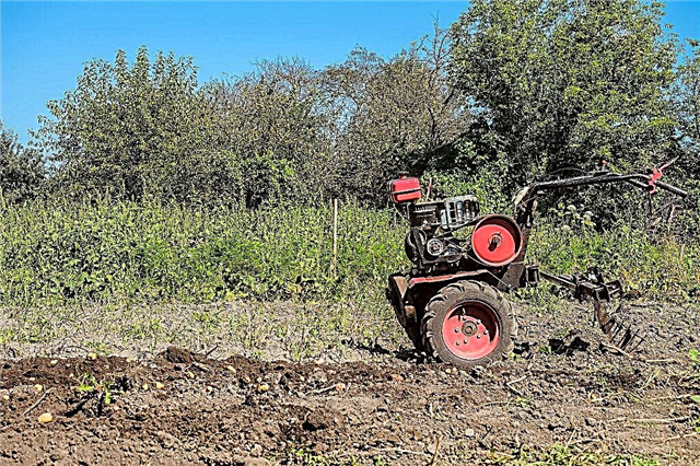 Methoden zum Hillen von Kartoffeln mit einem handgeführten Traktor