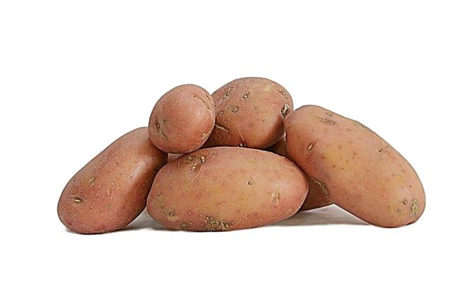 Eigenschaften von roten Sonya-Kartoffeln