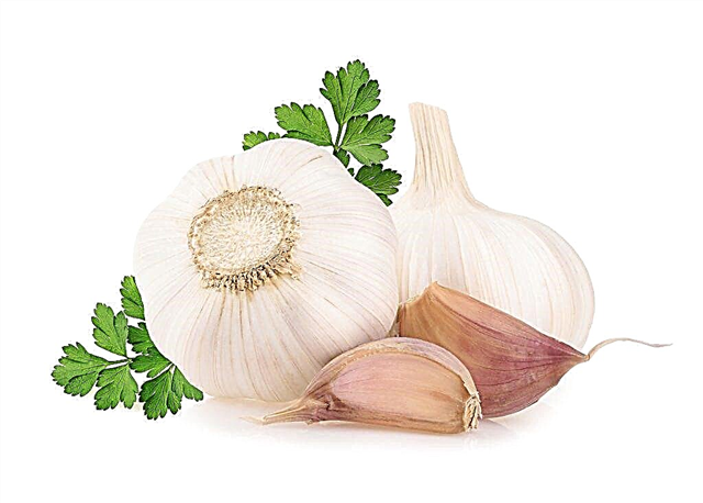 What to feed garlic for the winter