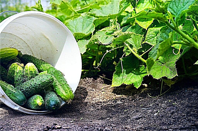 Description of cucumbers variety Courage