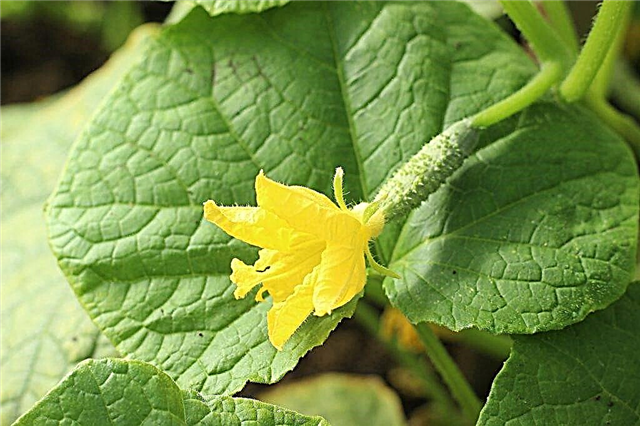 Popular varieties of self-pollinated cucumbers for open ground
