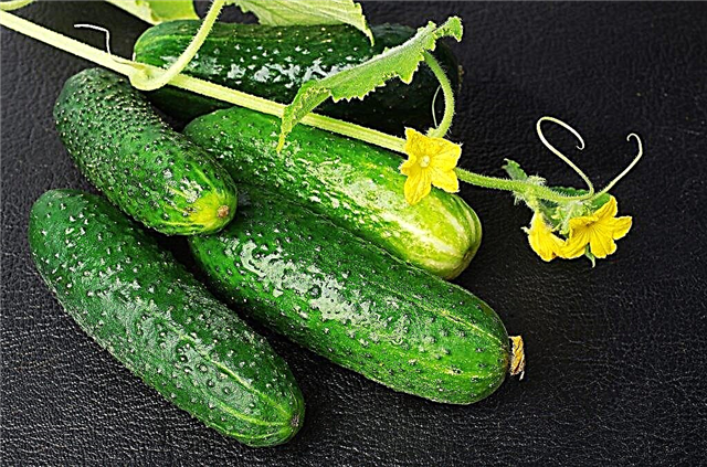 Features of the variety of cucumbers Mother-in-law and Zyatek