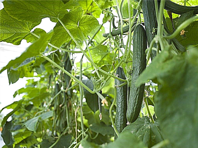 Description of the April cucumber variety