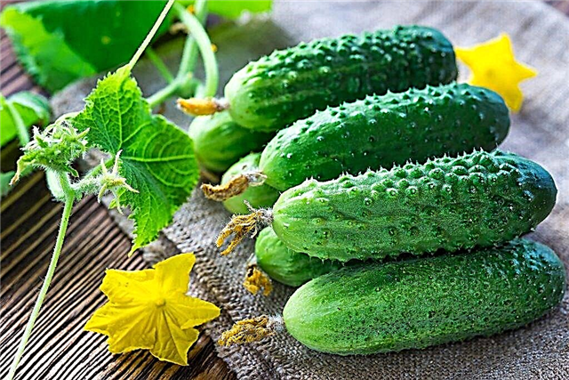 Description of the Ekol cucumber variety