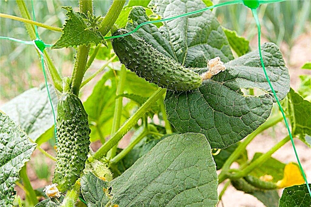 Characteristics of the Meringue cucumber variety