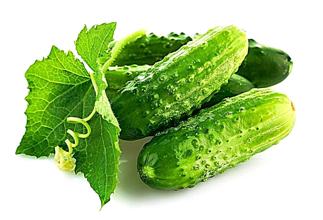 Description of Dutch cucumbers