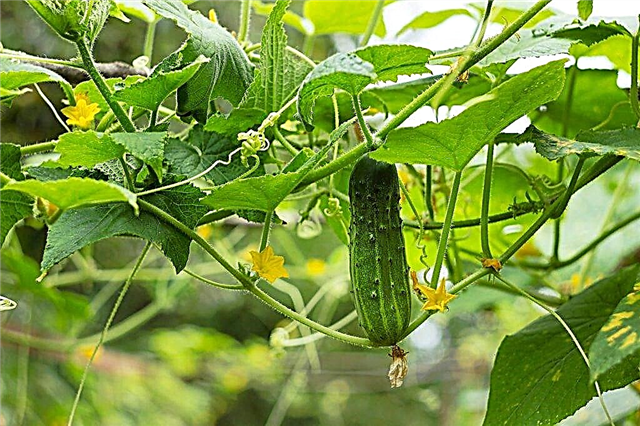 Description of the variety of cucumbers Masha