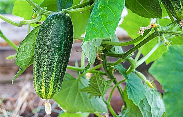 Description of Shosha cucumber