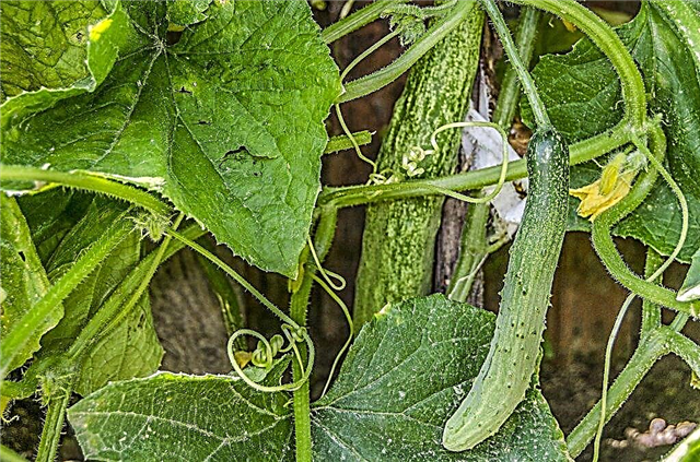 Characteristics of the variety of cucumbers Chinese snakes