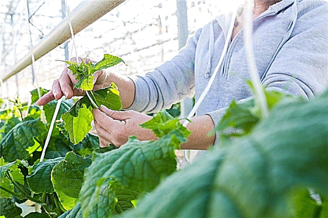 Rules for caring for cucumbers in a greenhouse