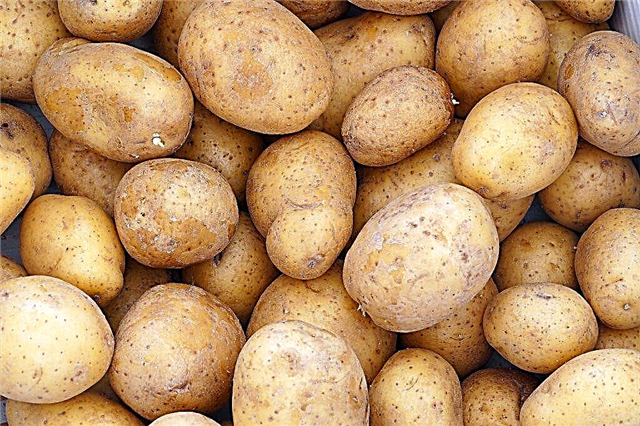 Potato yield forecasts for 2018