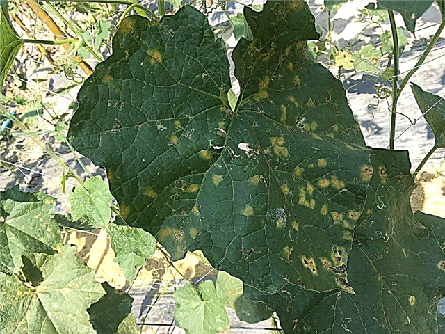 Treatment of white rot on cucumbers