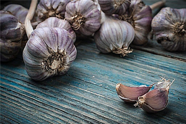 Reasons why garlic turns blue