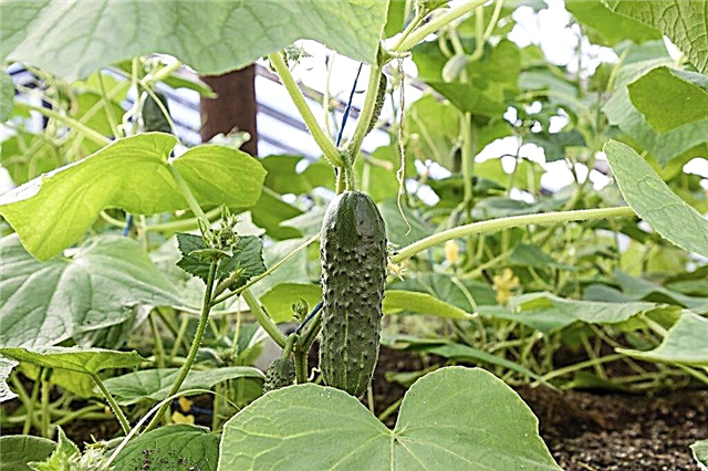 Why do you need boric acid for cucumbers
