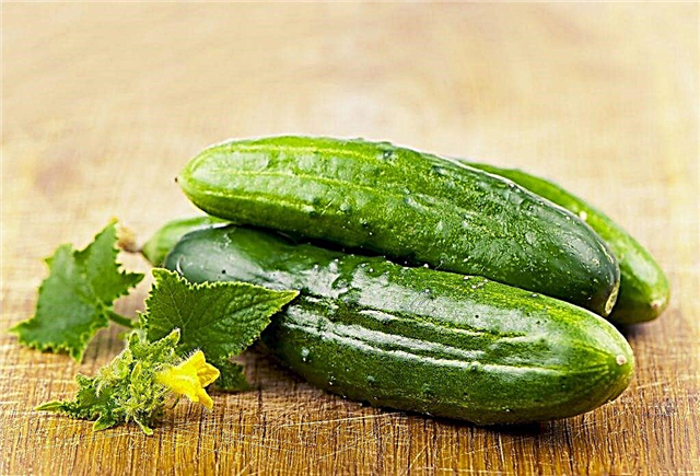 Useful and harmful properties of cucumbers