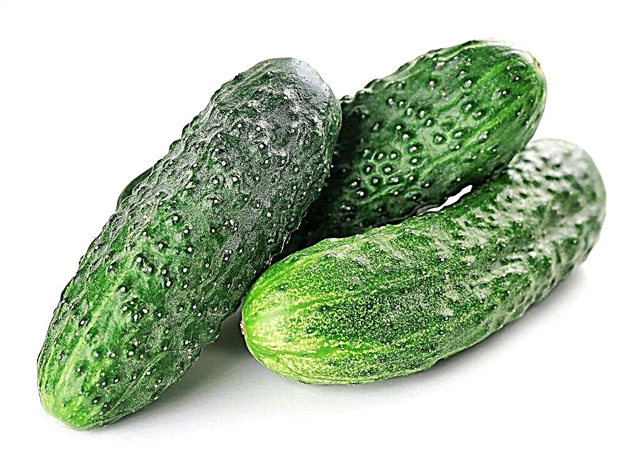 Description of cucumber Bjorn
