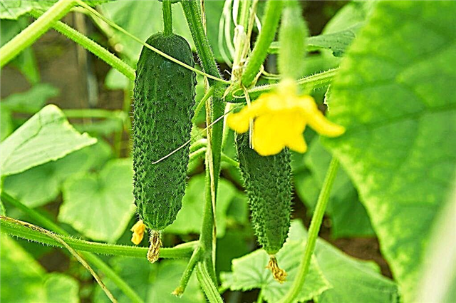 Beschrijving van komkommersoort Shchedryk f1