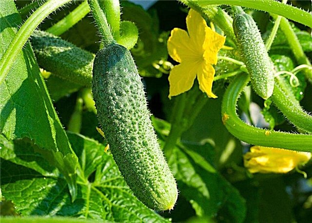 Beschrijving van de variëteit van komkommers Khrustik