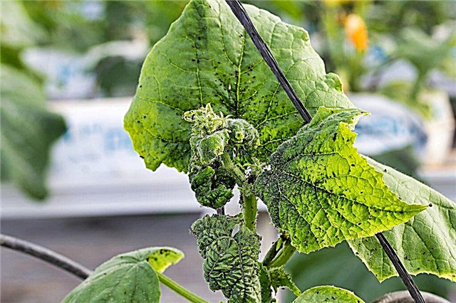 How to deal with aphids on cucumbers in a greenhouse