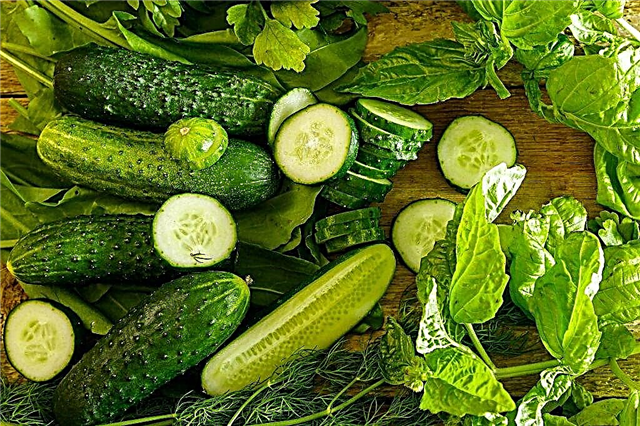 Characteristics of Prestige cucumbers