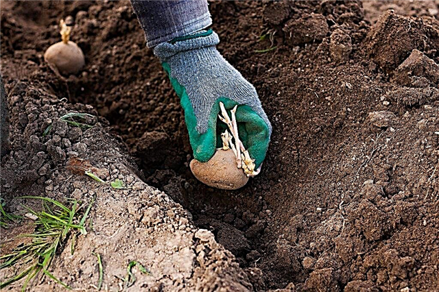 Dates of planting potatoes in the Moscow region